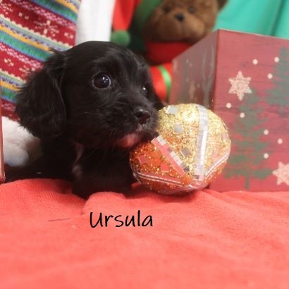 puppy, for, sale, Cockilier, Joe & Cherri  Overlease, dog, breeder, Miller, MO, dog-breeder, puppy-for-sale, forsale, nearby, find, puppyfind, locator, puppylocator, aca